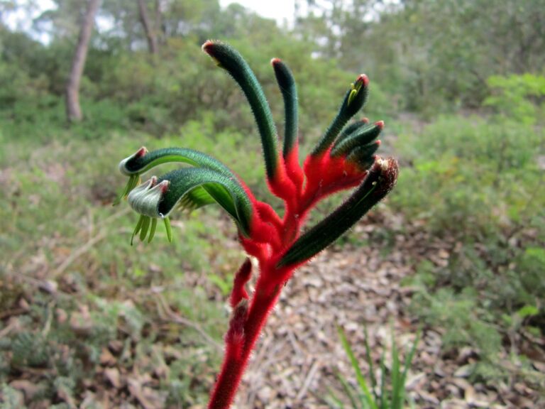 Kangaroo Paw plant in wild garden