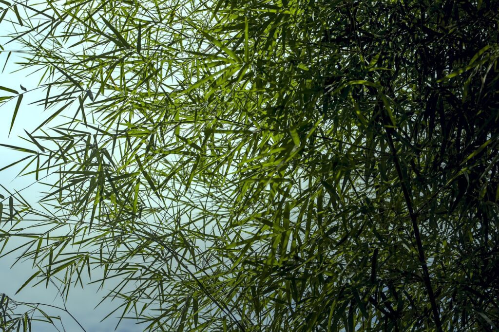 Bamboo foliage in wild