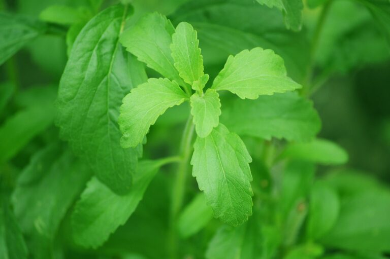 Stevia leaves growing in the wild