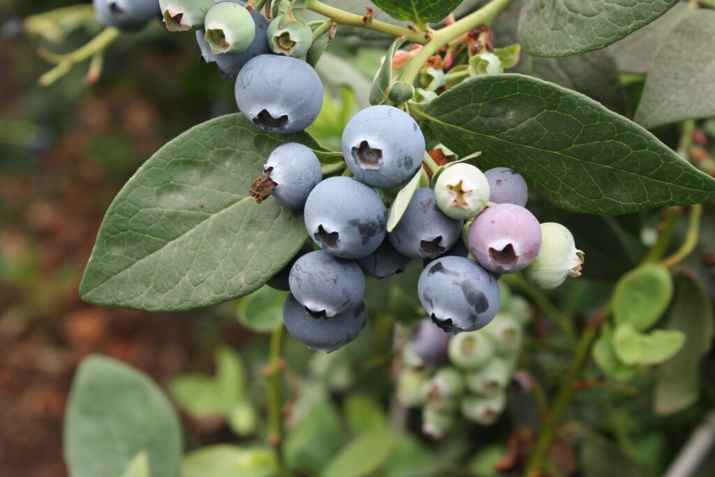 blueberries on vine ready for harvest