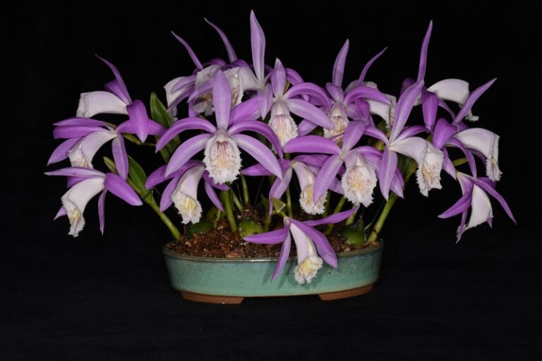 Pleione orchid with pink blooms