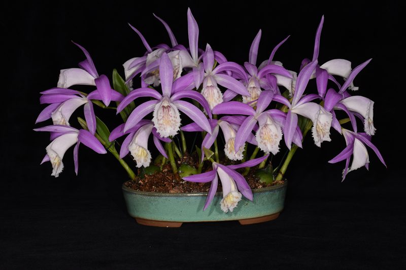 Pleione orchid with pink blooms