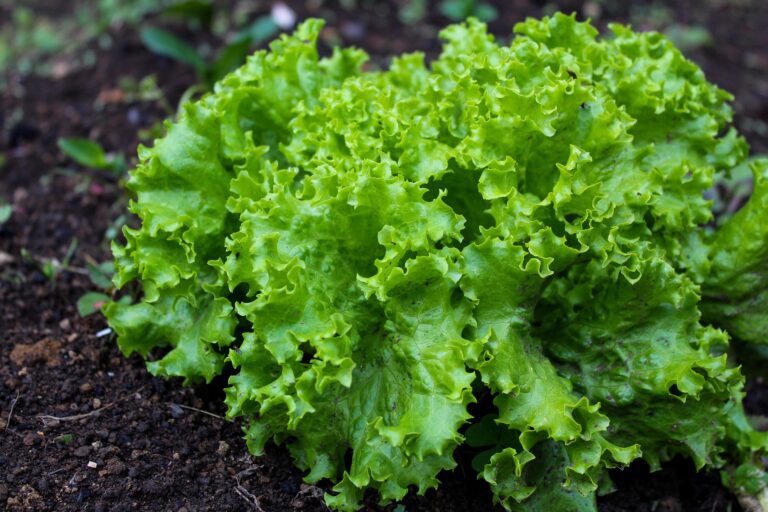 Lettuce plant in garden ready for harvest
