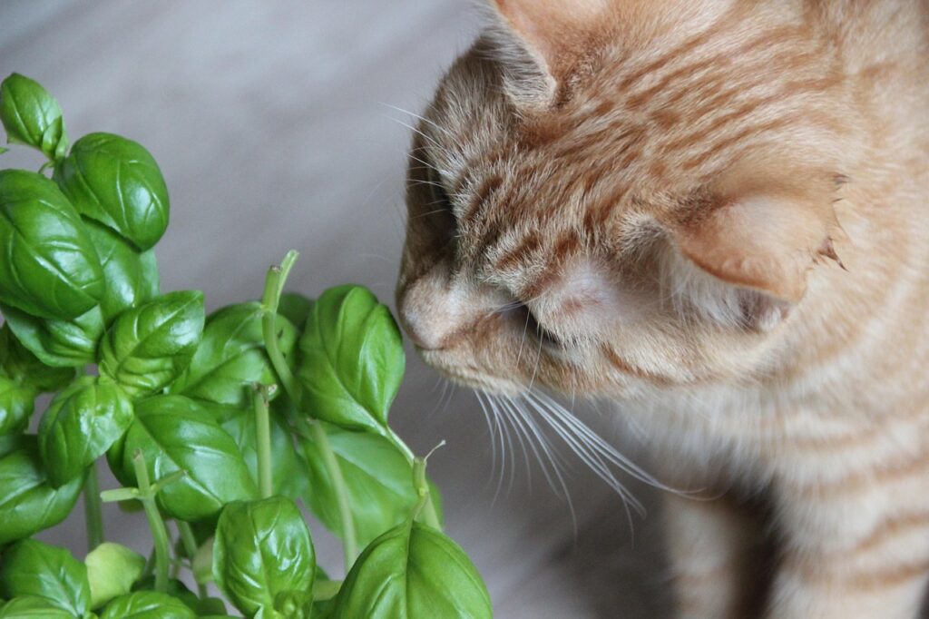 Cat sniffing plant