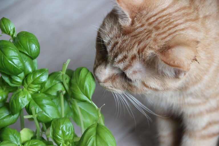 Cat sniffing plant