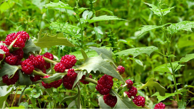 Strawberry cover crop