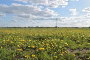 Field of Dandelions