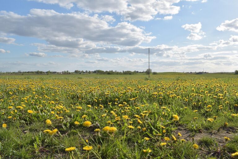 Field of Dandelions