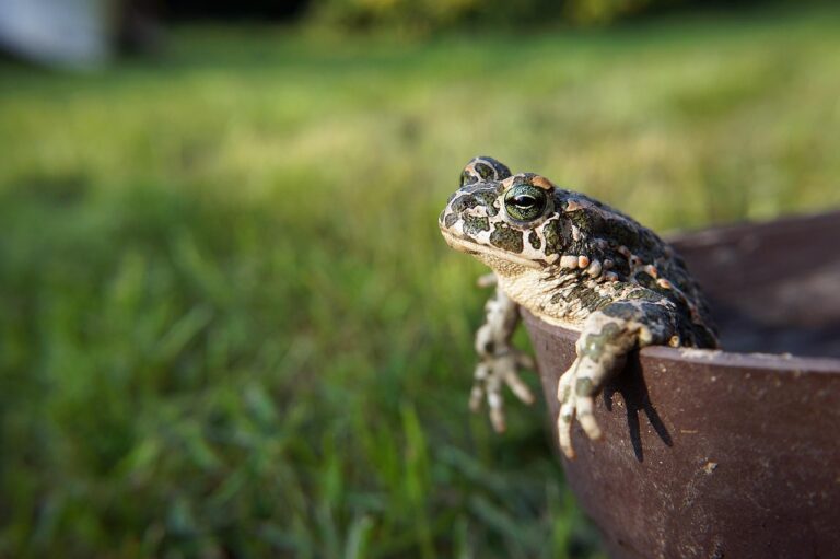 picture of a toad in a container looking out over grasss