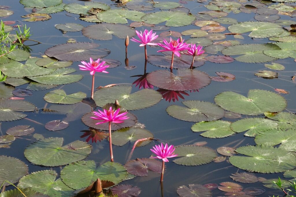 Water Lilies on a pond surface