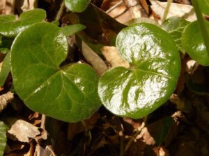 hazel root foliage - safe for birds