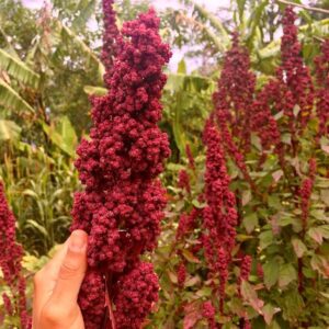 Red Huazontle seed head