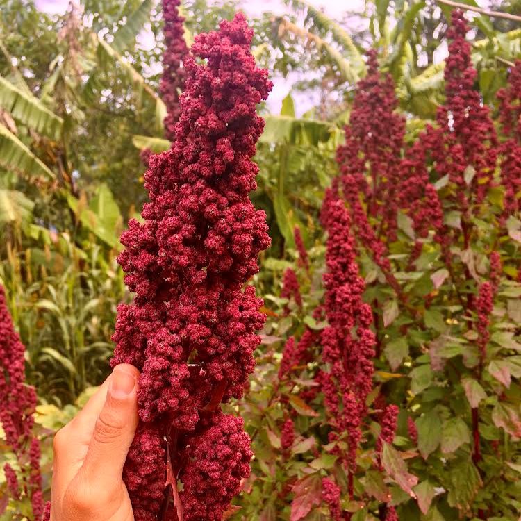 Red Huazontle seed head