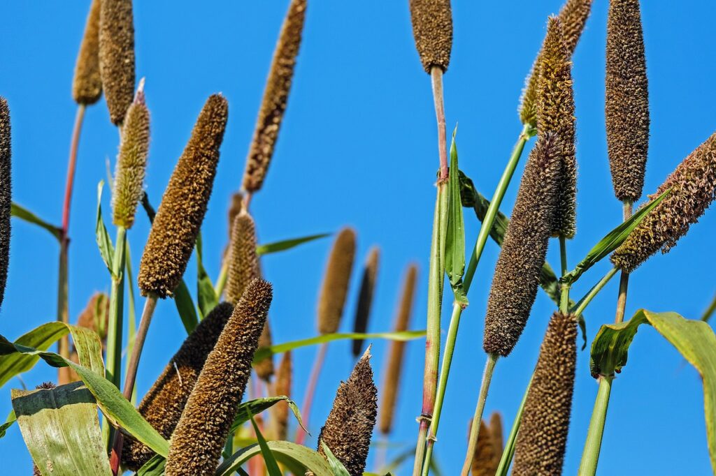 Millet heads in field