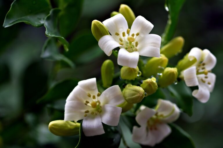 Mock Orange flower up close blooming