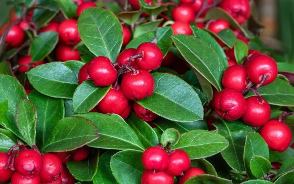 Christmas Wintergreen berries on plant