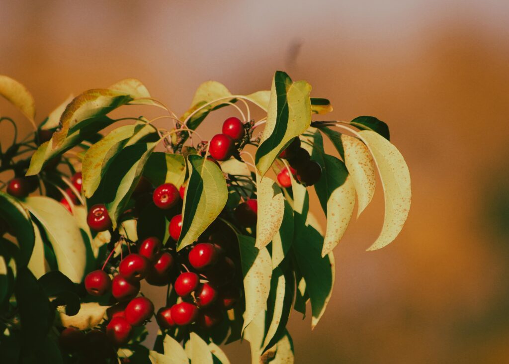 Chockcherry plant with ripe berries