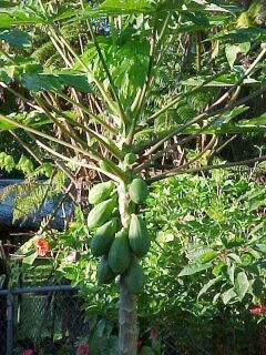 Papaya plant growing outdoors in yard with unripened fruit hanging