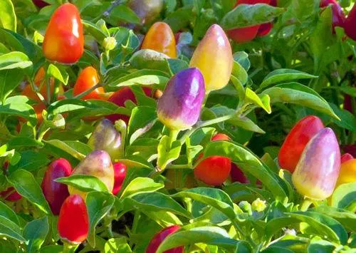 Firey peppers ready for harvest on pepper plant