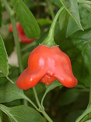 Bish Crown flower in full bloom, red