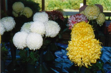 Assorted Mum flowers in white and yellow