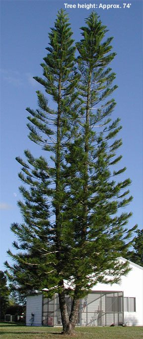 Norfolk Pine tree growing tall outside someone's home