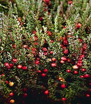 Wild cranberry bush with fruit