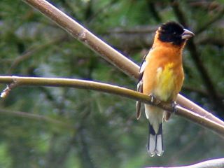 Grosbeak