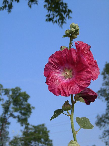 Red Hollyhock flower on stem growing in garden