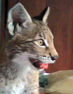 Siberian Lynx kitten smiling - Mini-Me