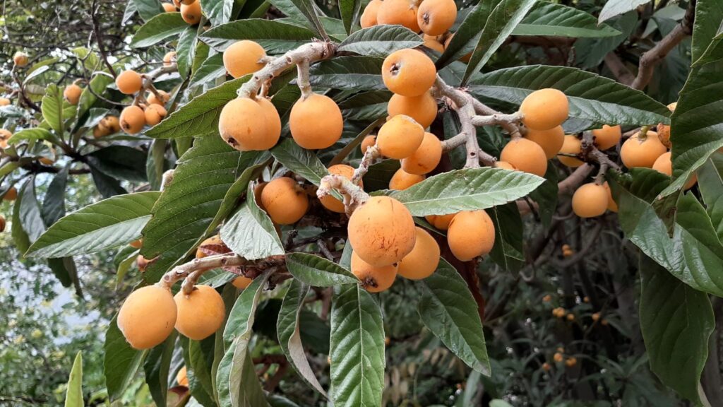 Loquat fruits on tree in wild