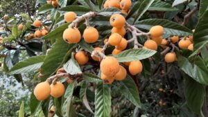 Loquat fruits on tree in wild