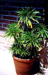 Madagascar palm plant in container on porch
