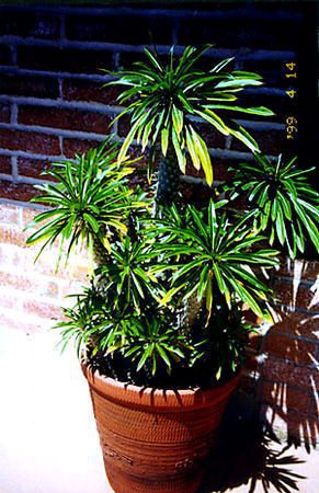 Madagascar palm plant in container on porch