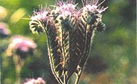 Phacelia Tanacetifolia1