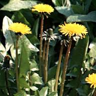 Dandilion growing in wild