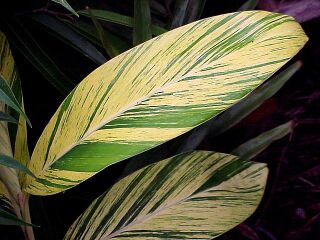 Varigated Shell Ginger leaves
