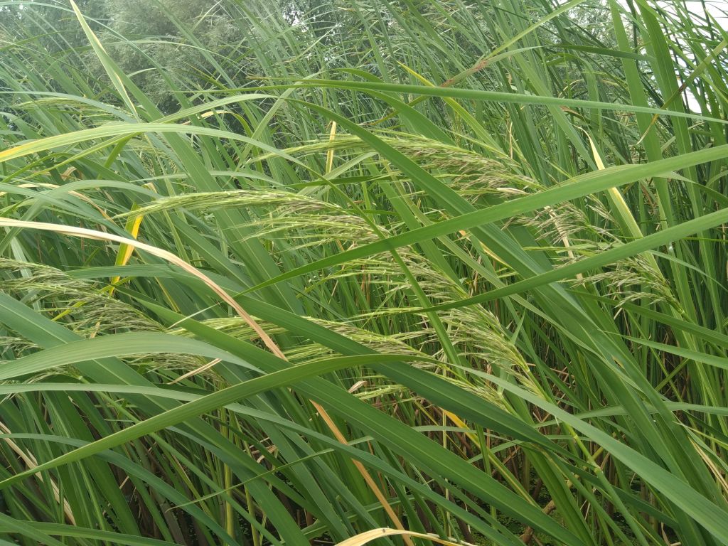 Wild grasses in wetland