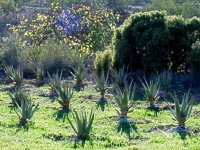 Aloe Vera plants growing wild