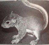 Babysquirrel