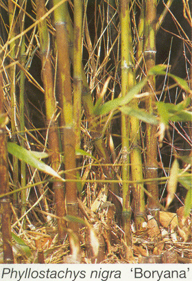Bamboo growing