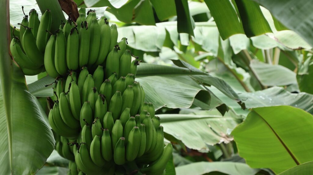Bananas in a tree ready for harvest