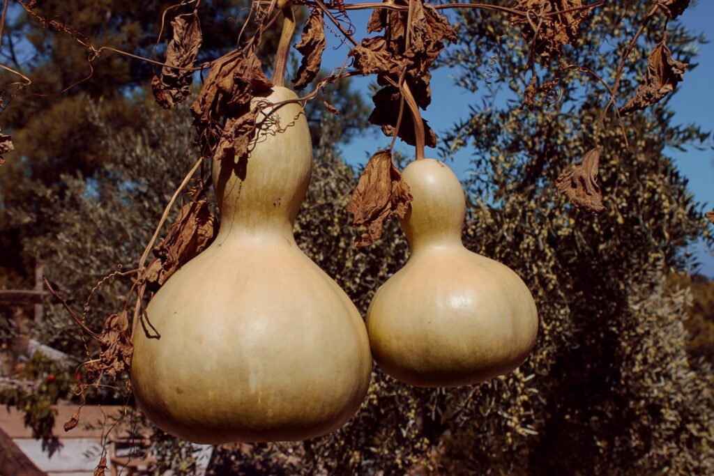 Bottle Gourd hanging on vine, ripe and ready for harvest