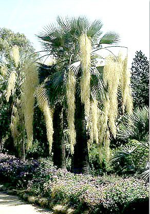 Spanish moss hanging from tree