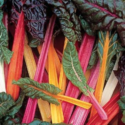 Bright stems on swiss chard