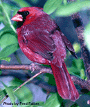 Cardinal