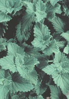 Wild catnip growing in garden path