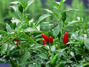 Birds Eye chili plant with partially ripe fruit growing in wild