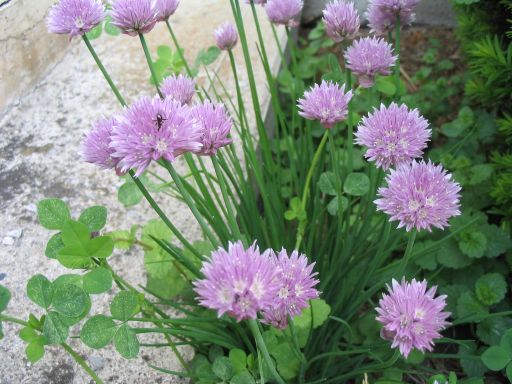 Wild chive plant in front of house