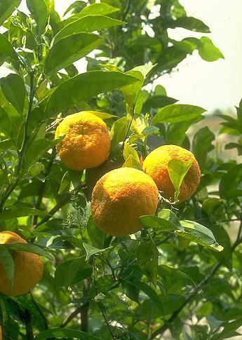 Citrus fruit in tree